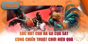 Sức Hút Của Đá Gà Cựa Sắt Cùng Chiến Thuật Chơi Hiệu Quả