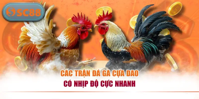 Các trận đá gà cựa dao có nhịp độ cực nhanh